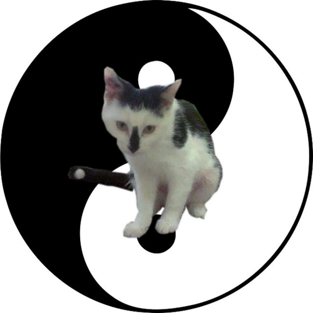 chat yin yang