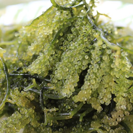 bienfaits des algues