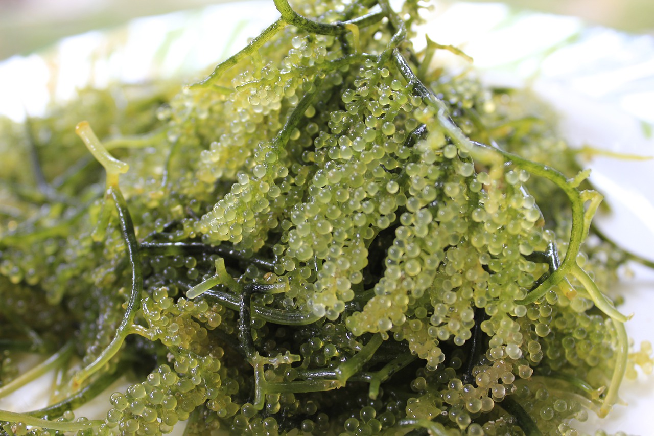 bienfaits des algues
